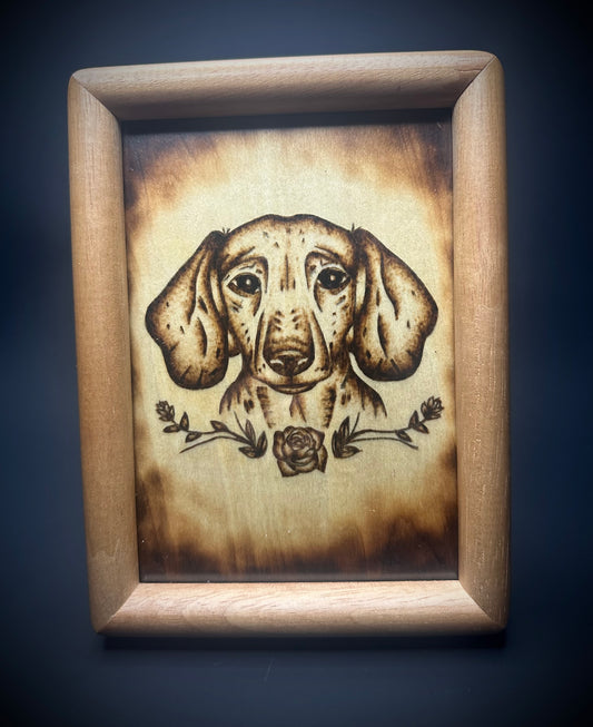Dachshund