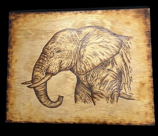 Safari